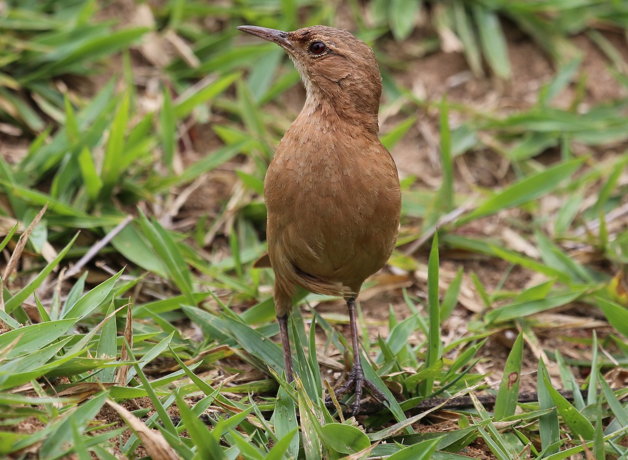 bird john clay on the floor free photo