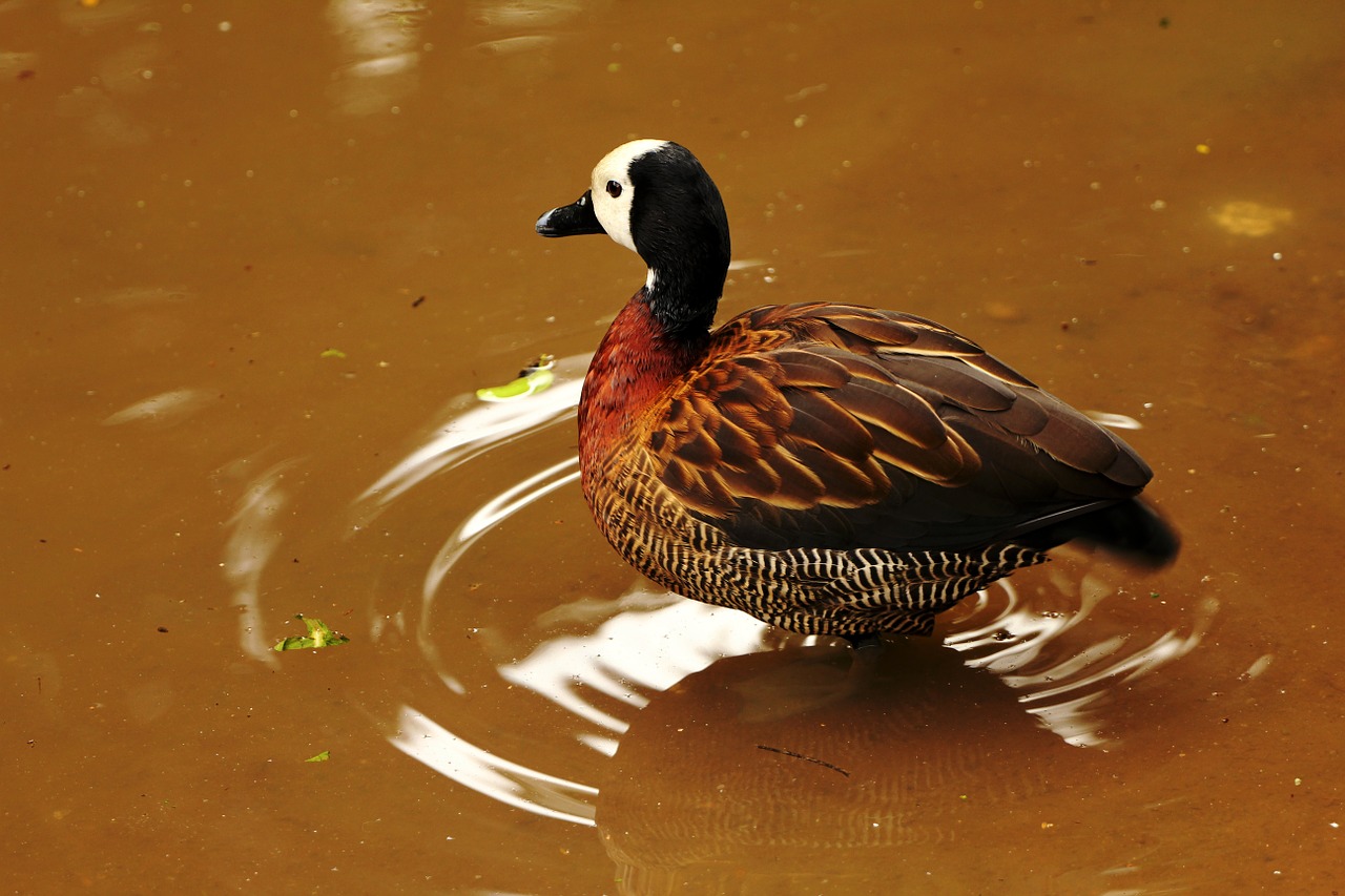 bird duck tadorna free photo