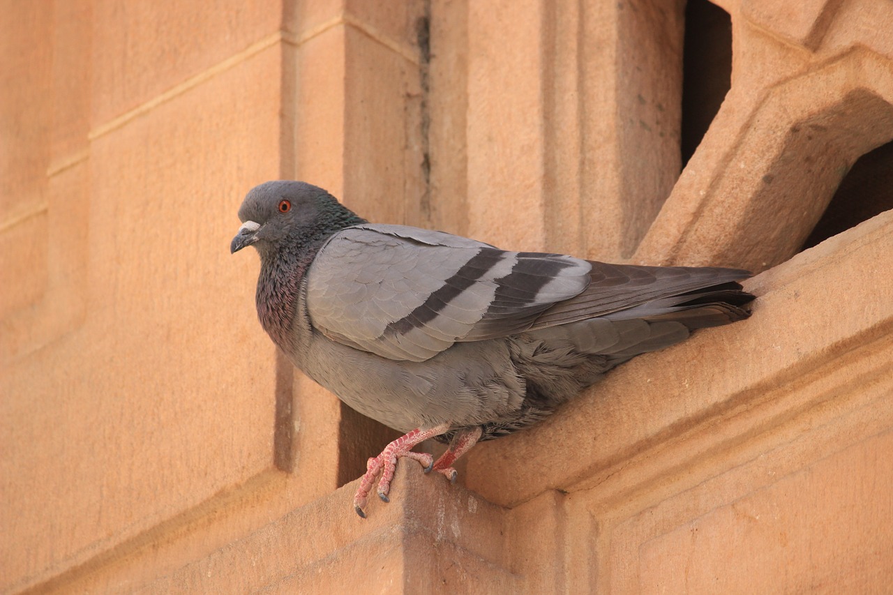 bird pigeon nature free photo