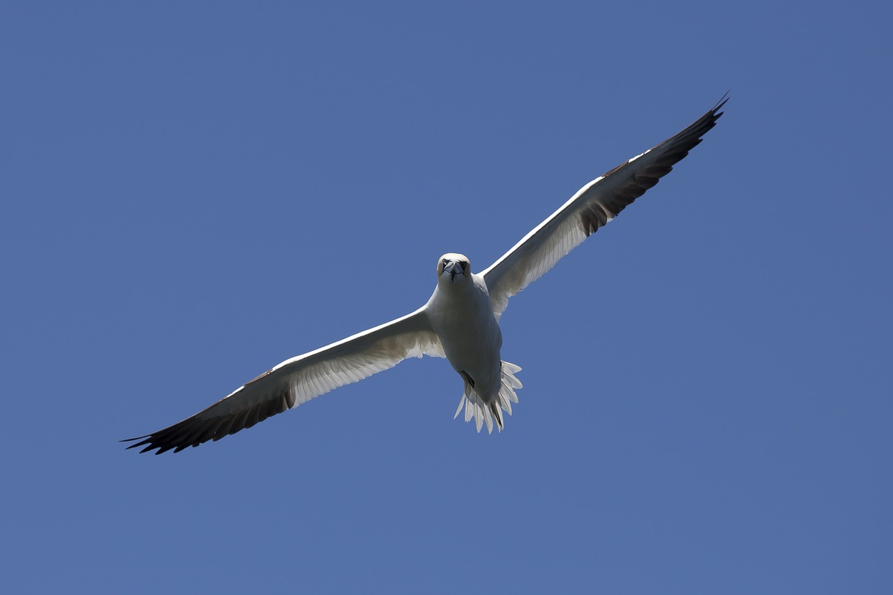 bird gannet nature free photo