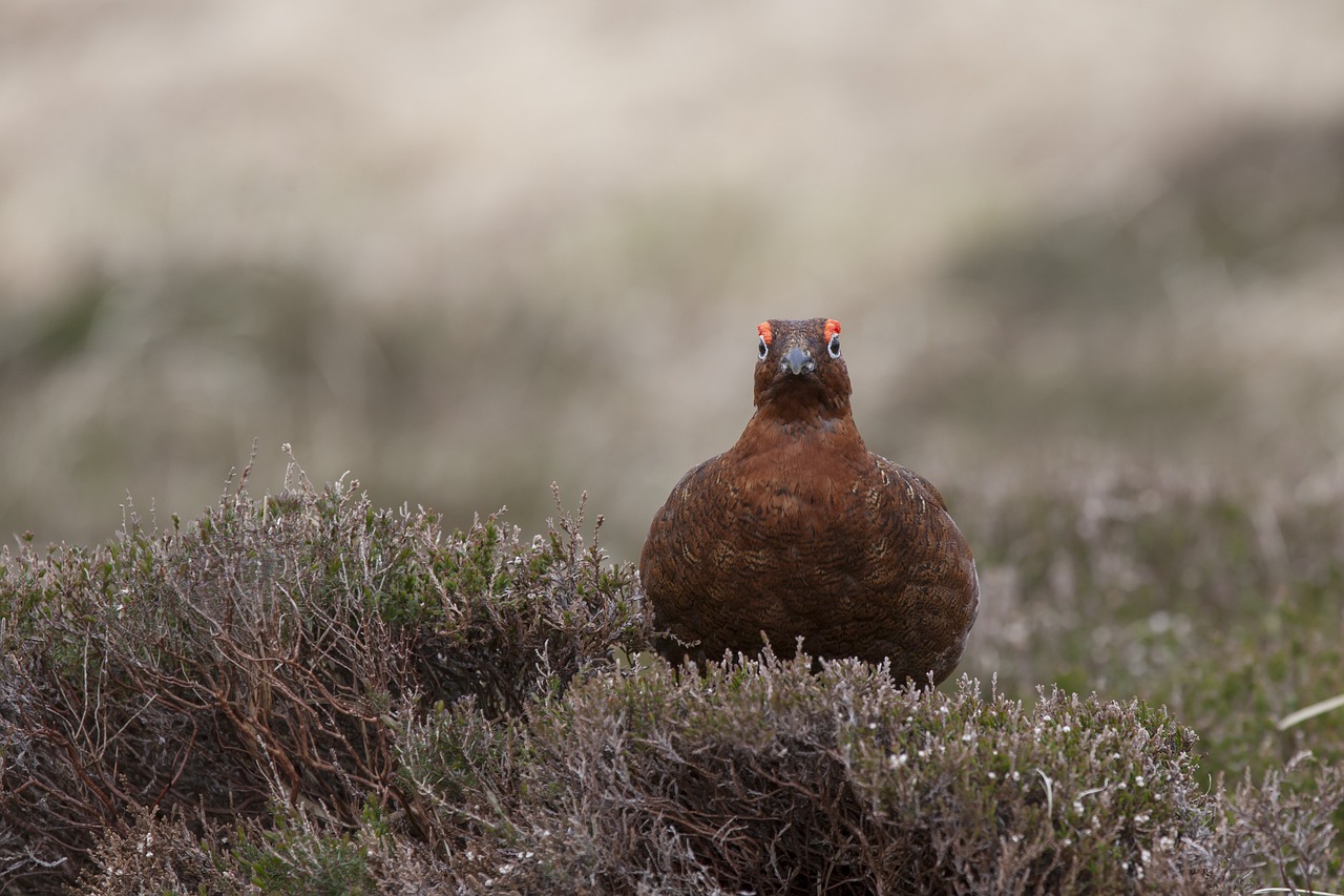 bird grouse nature free photo