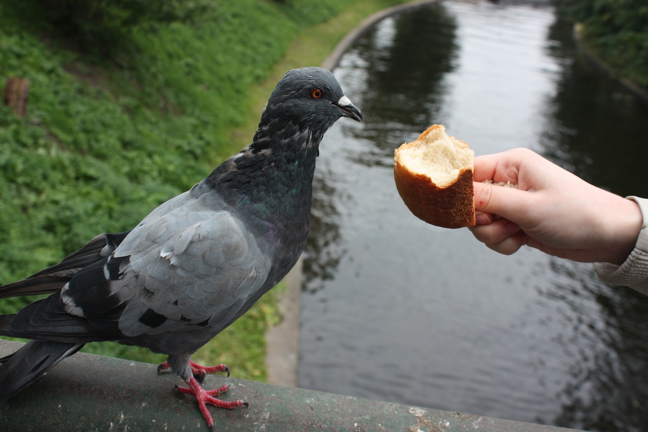 bird dove feed free photo