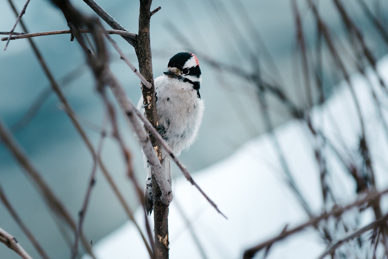 bird twig branch free photo