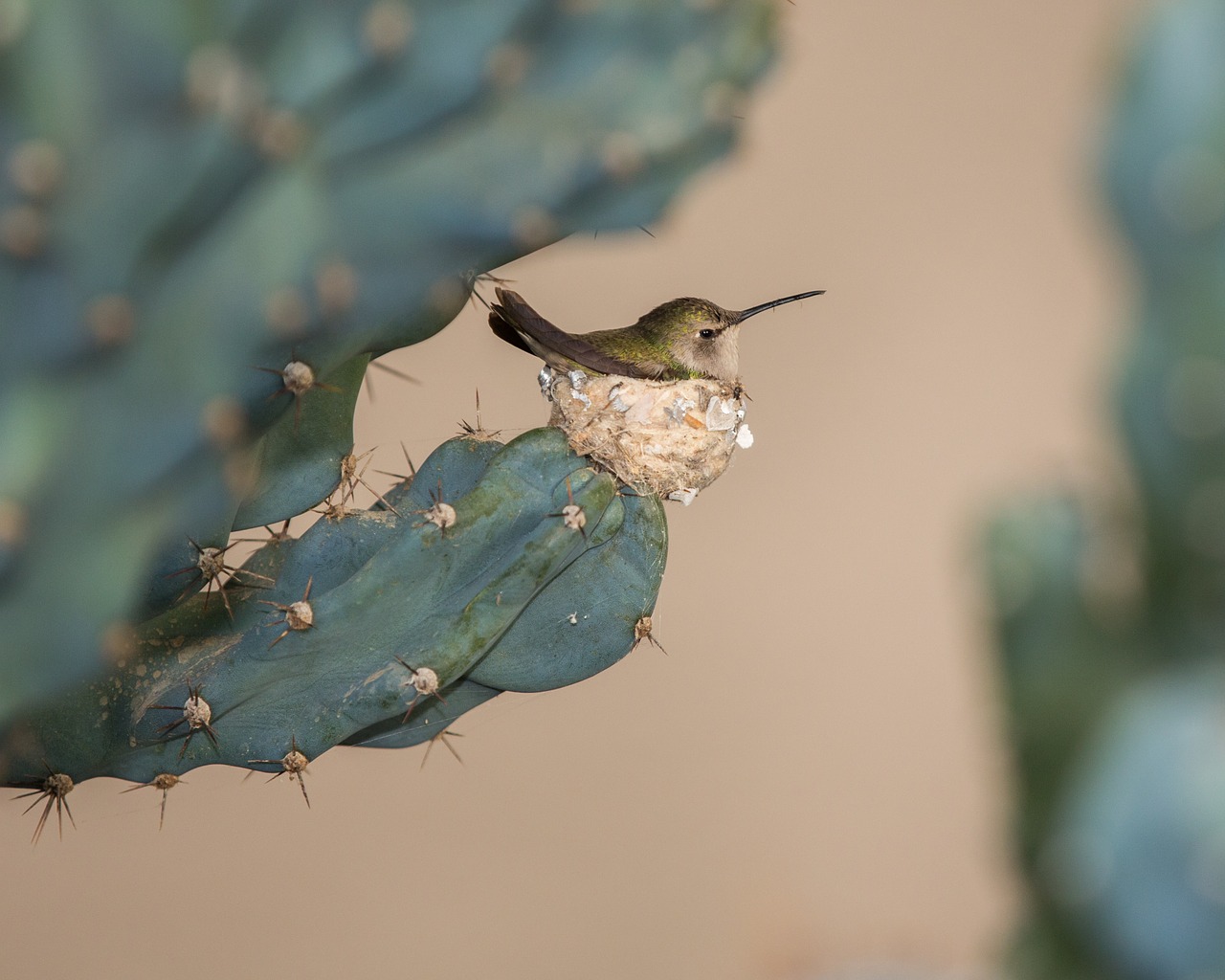 bird cactus plant free photo