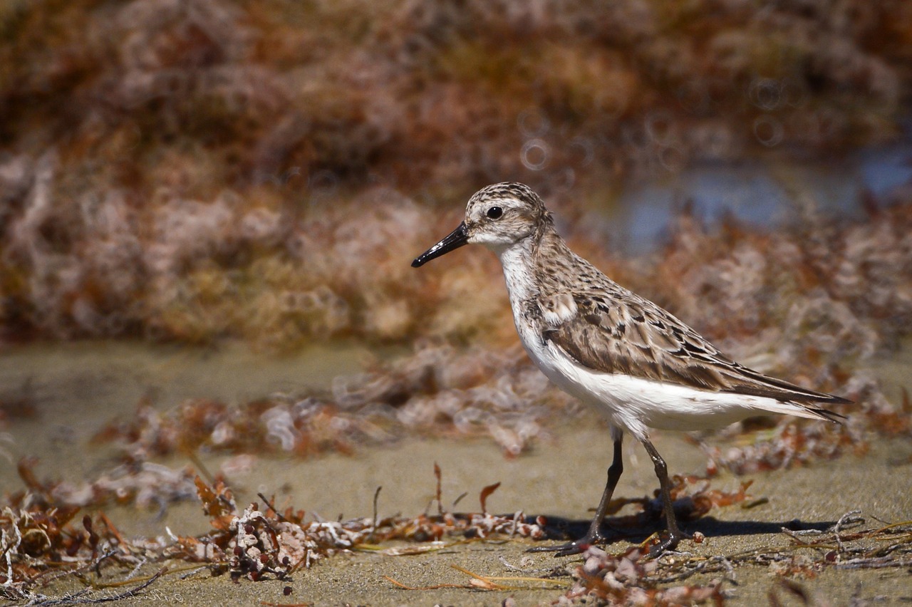 bird animal beach free photo