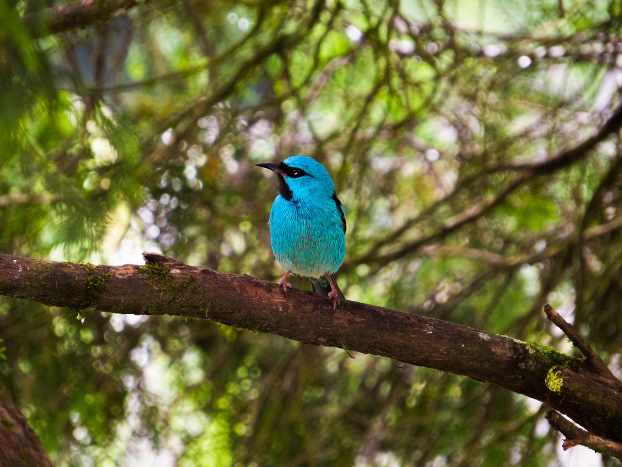 bird birdie colorful bird free photo