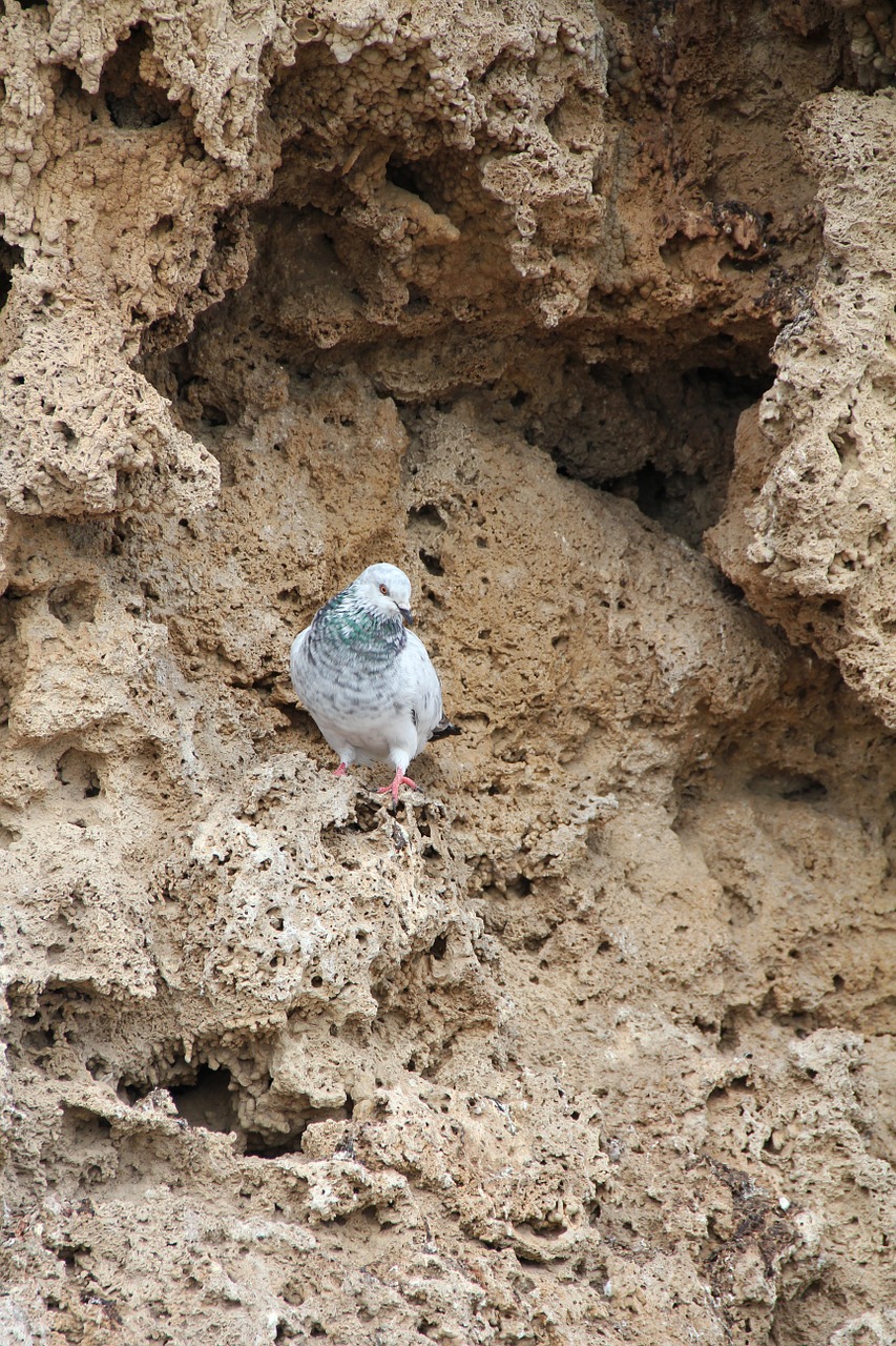 pigeon bird rocks free photo