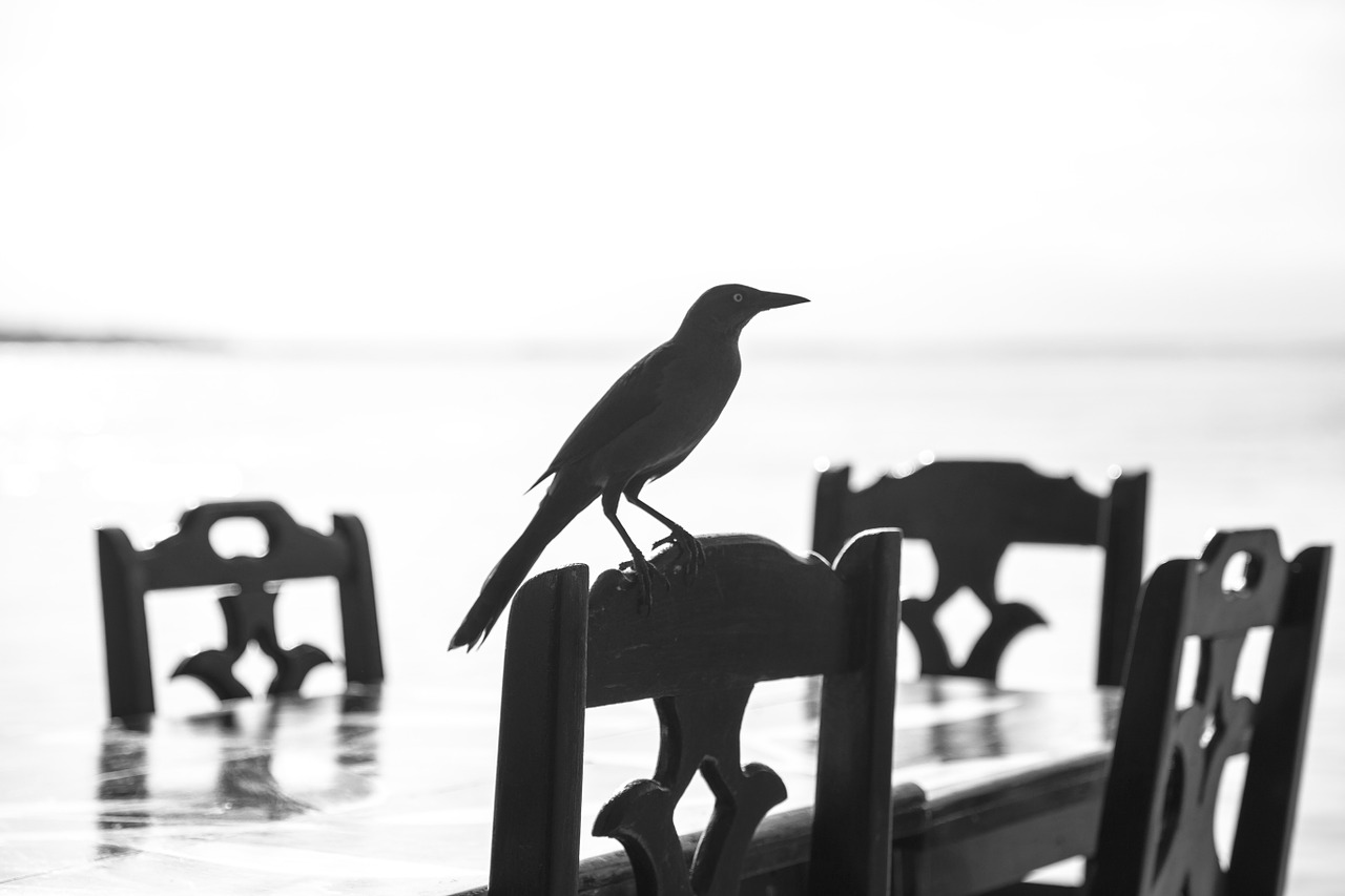 bird shadow blackbird free photo