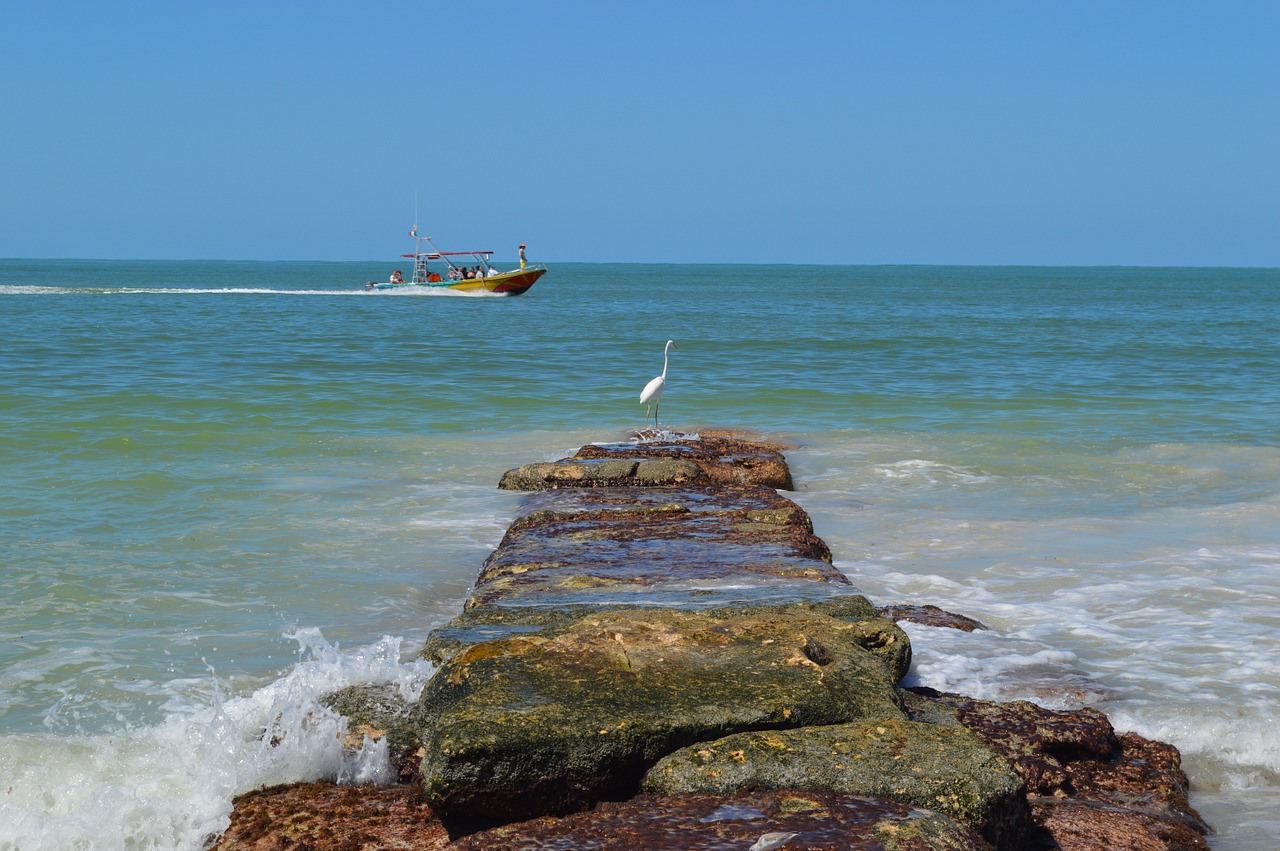 bird ocean boat free photo