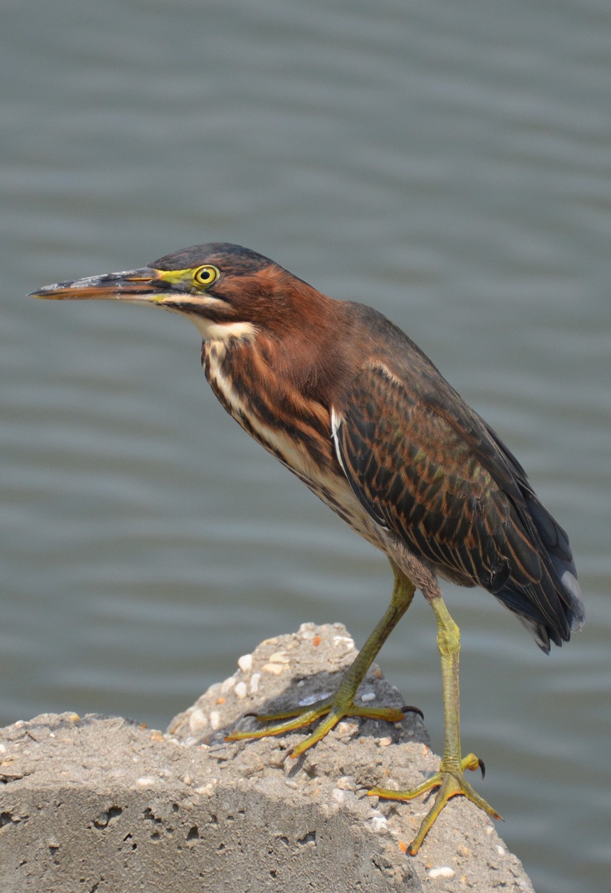 bird sea sea ​​bird free photo