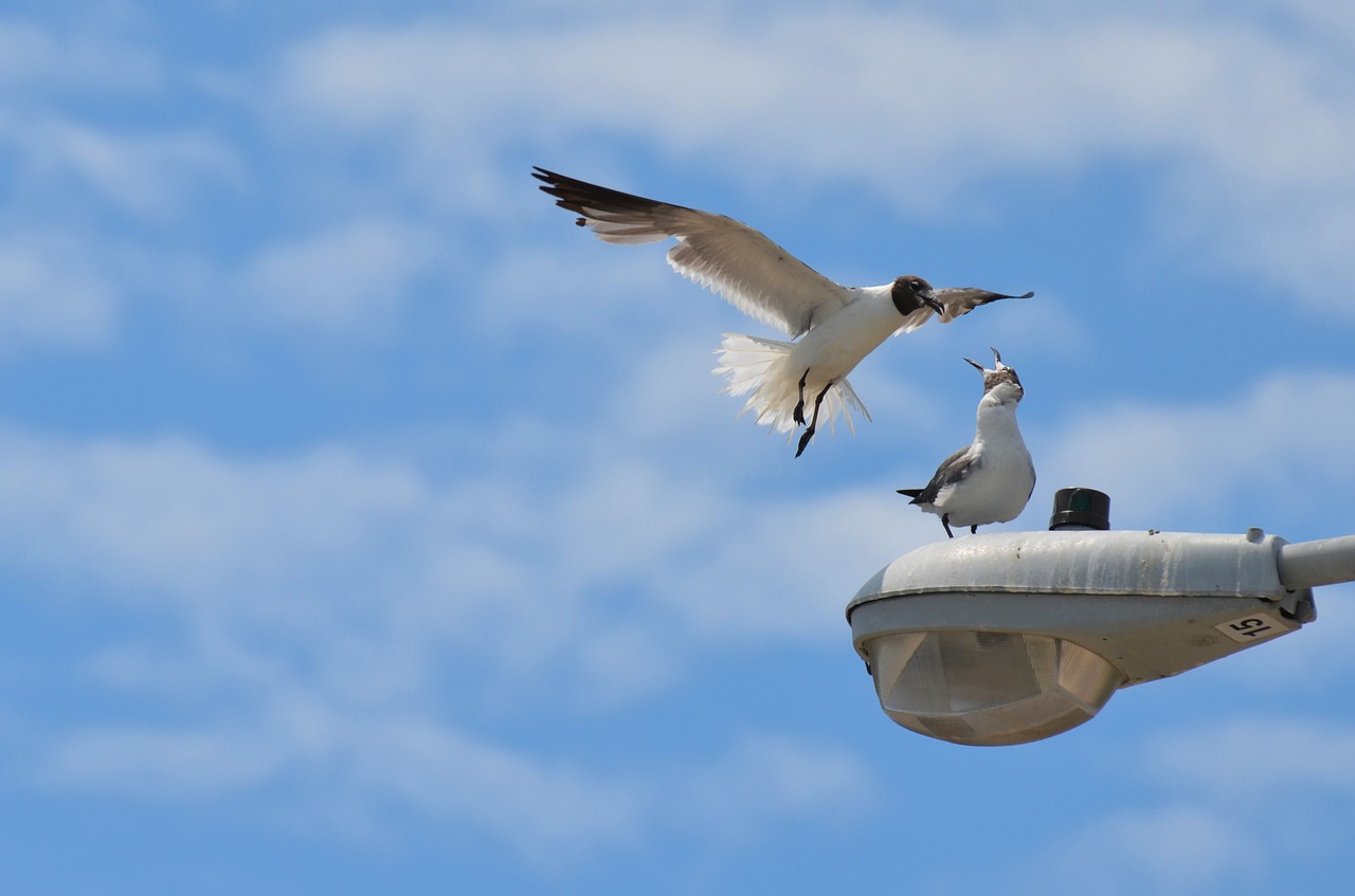 bird sea sea ​​bird free photo