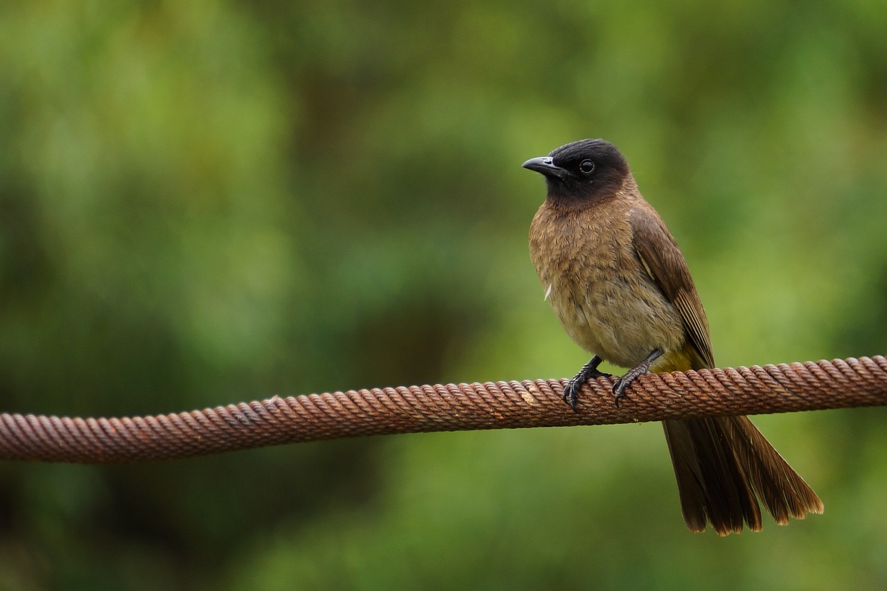 sparrow bird nature free photo