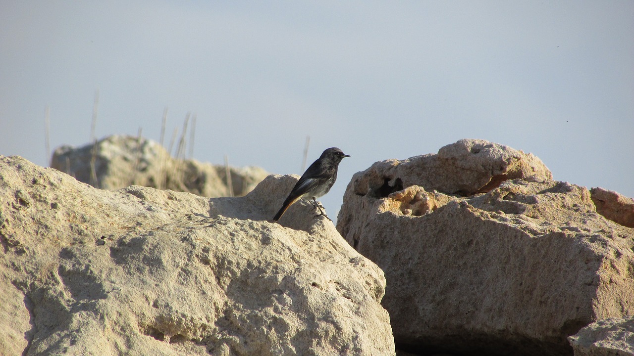 bird sitting rock free photo