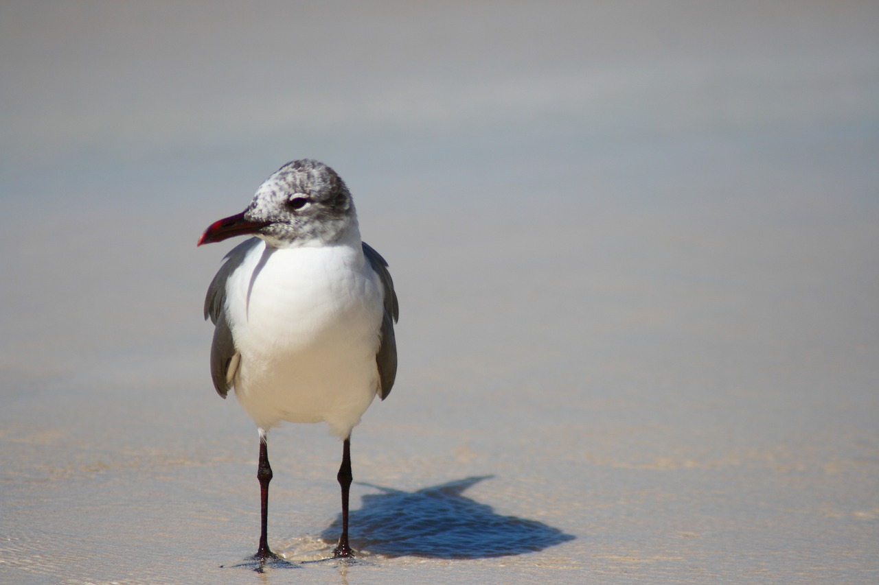 bird dove gaviota free photo