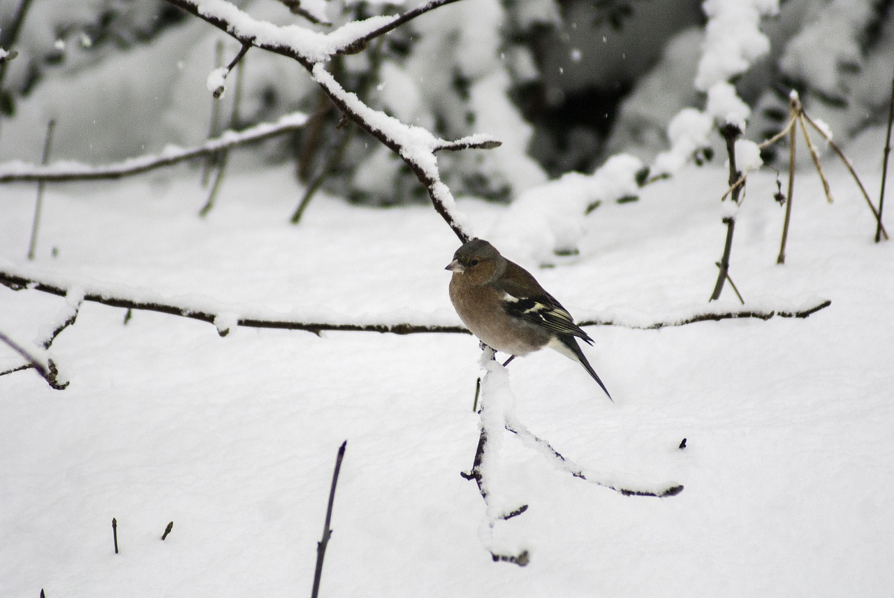 bird winter snow free photo