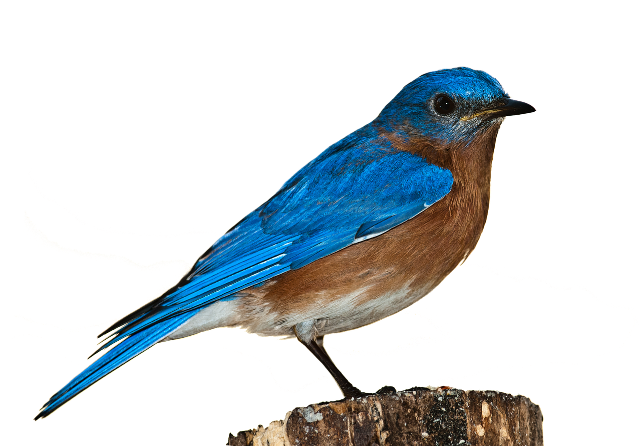 bird bluebird bird png free photo