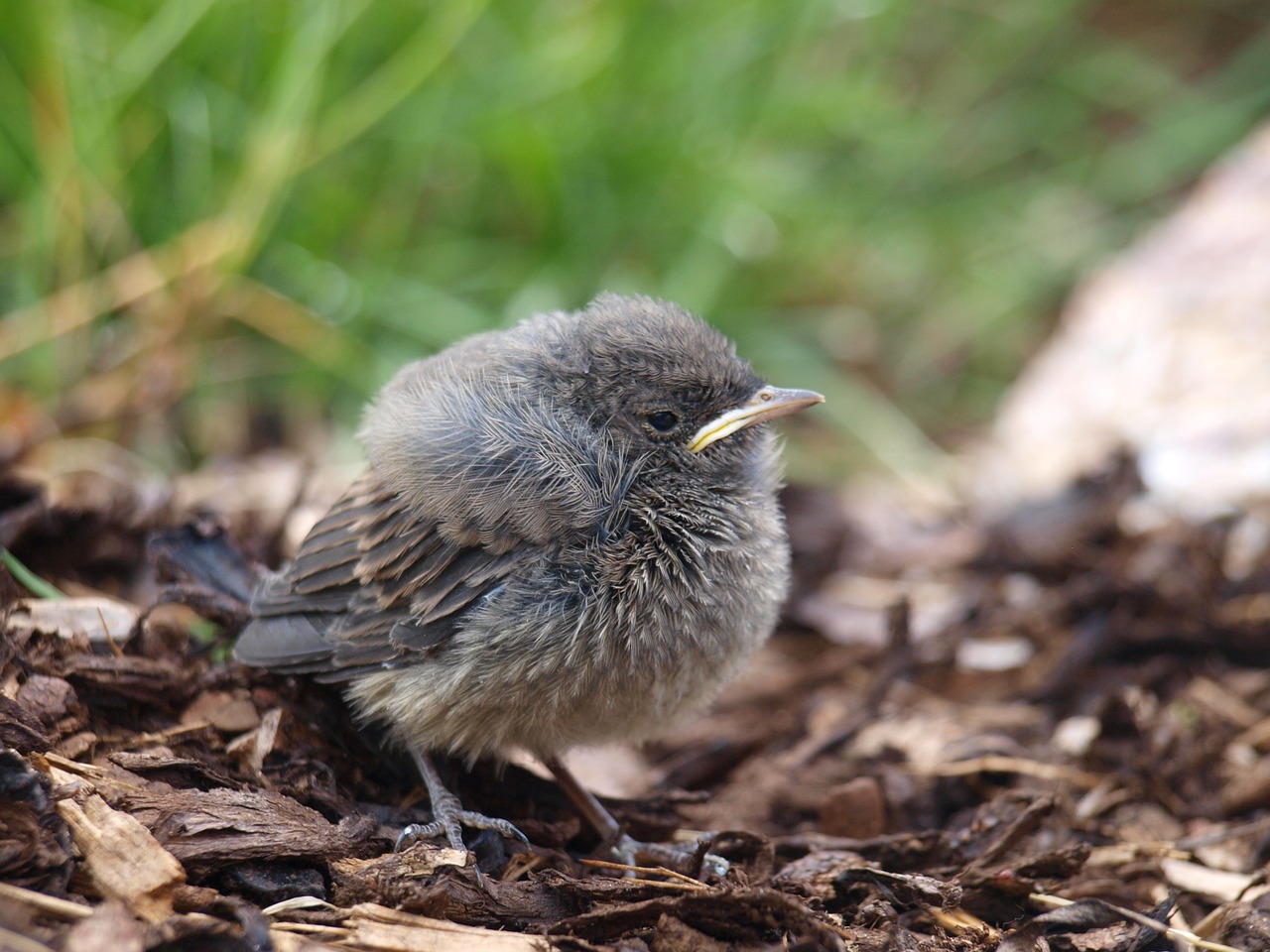 bird animal hatched free photo