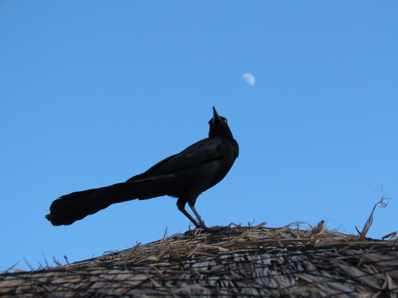 bird moon sky free photo