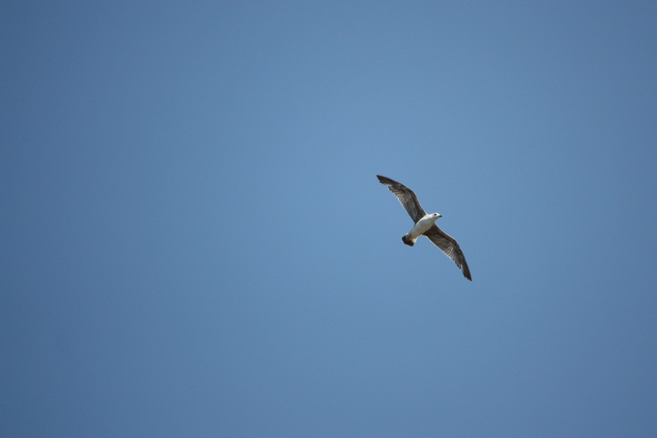 bird sky gull free photo