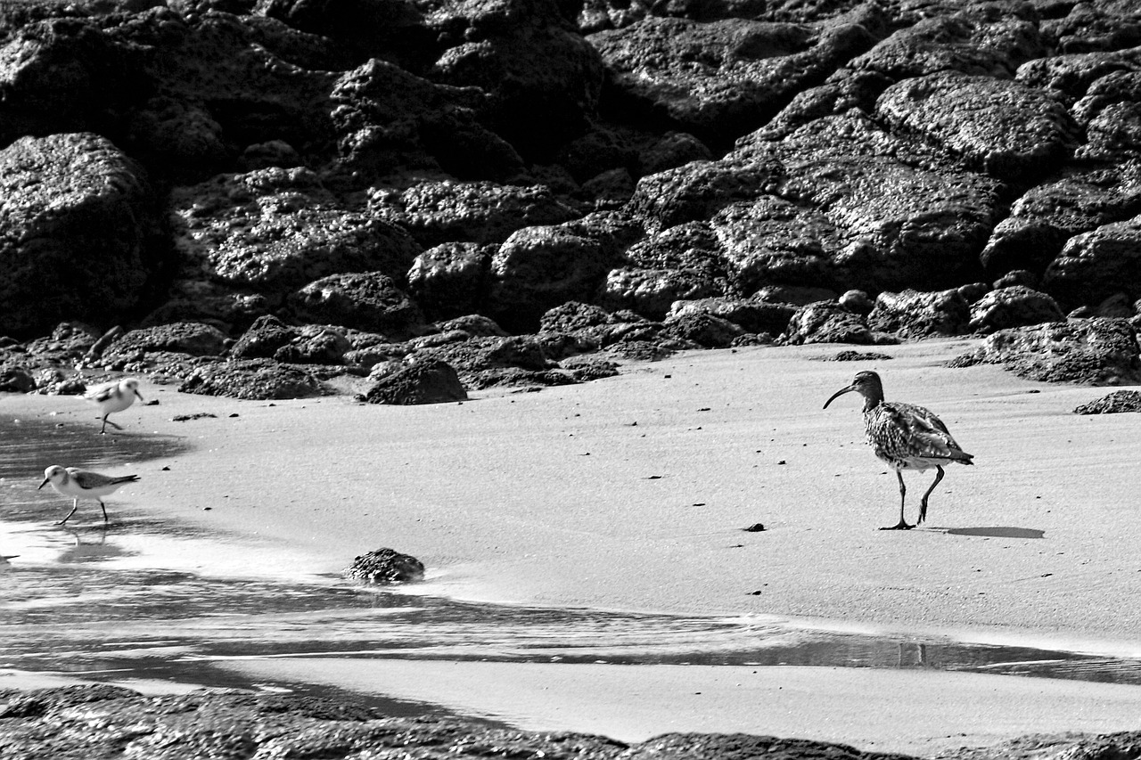 bird beach holidays free photo