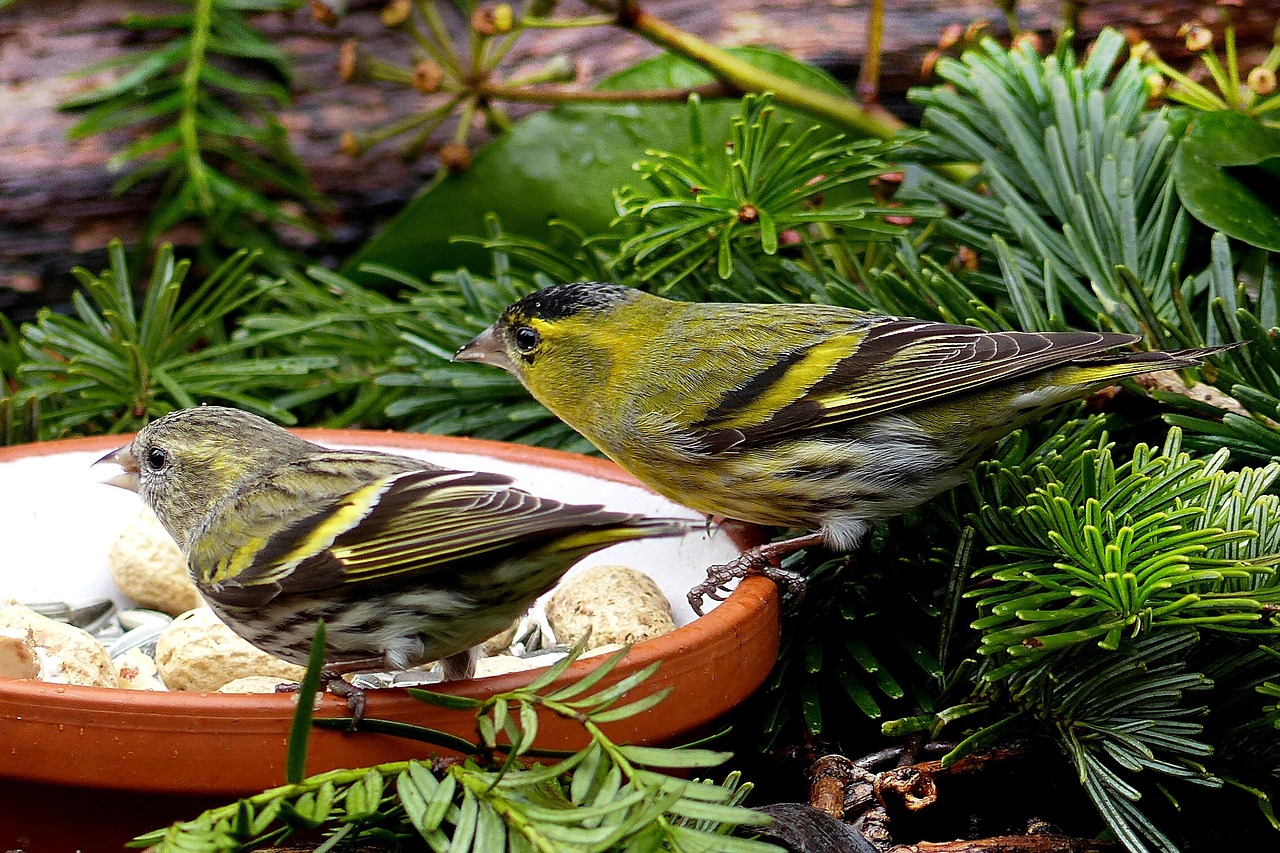 bird cape canary male and female free photo