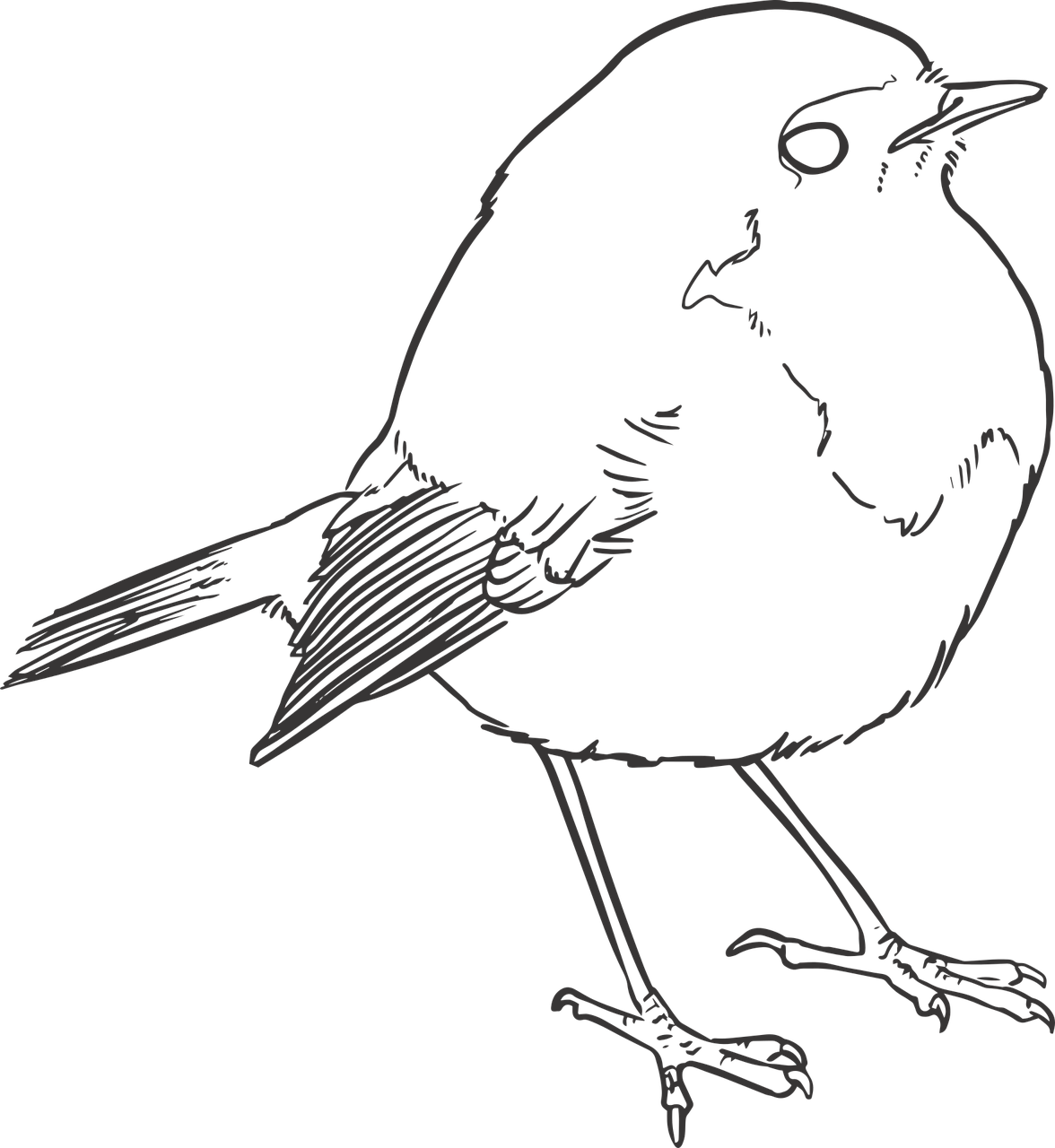 Bird Lineart Lines Drawing Nature Free Image From Needpix Com