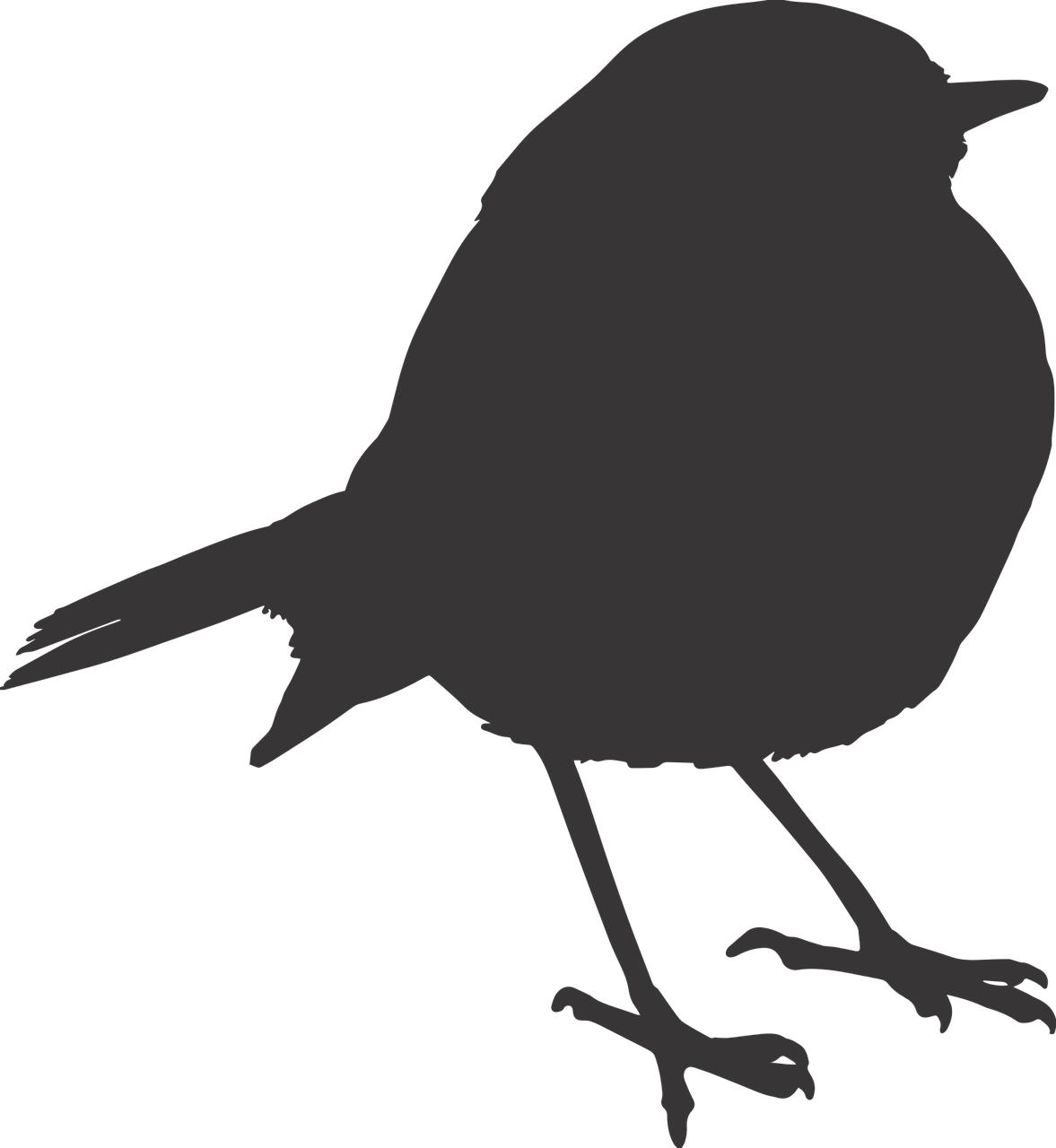 bird sparrow silhouette free photo