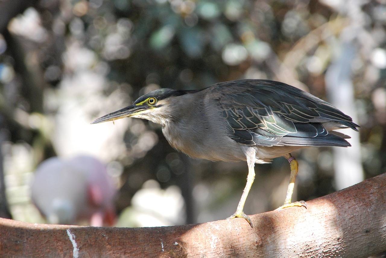 heron bird animal free photo