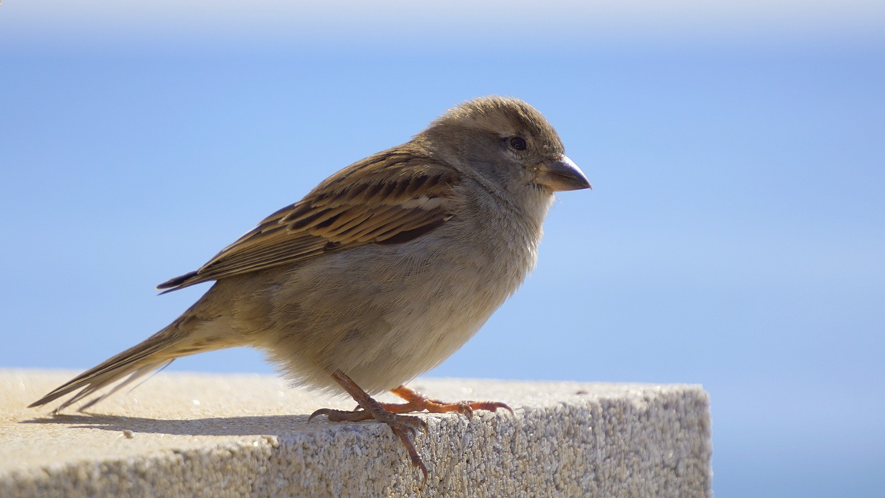 bird sparrow ave free photo
