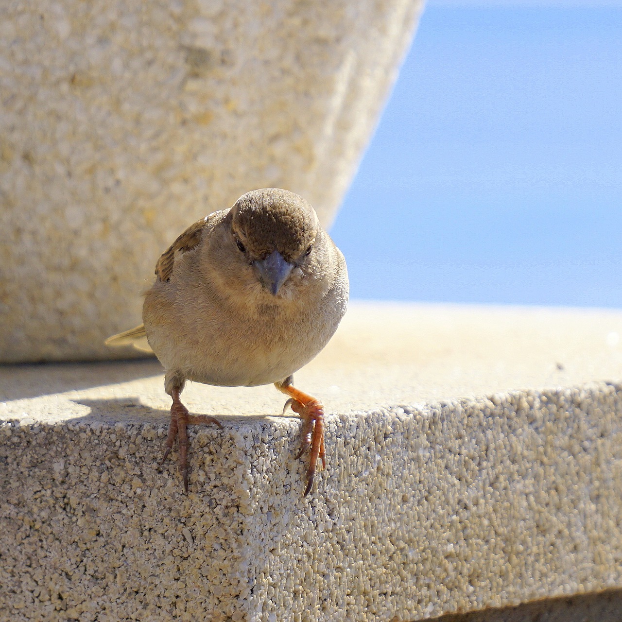 bird sparrow ave free photo