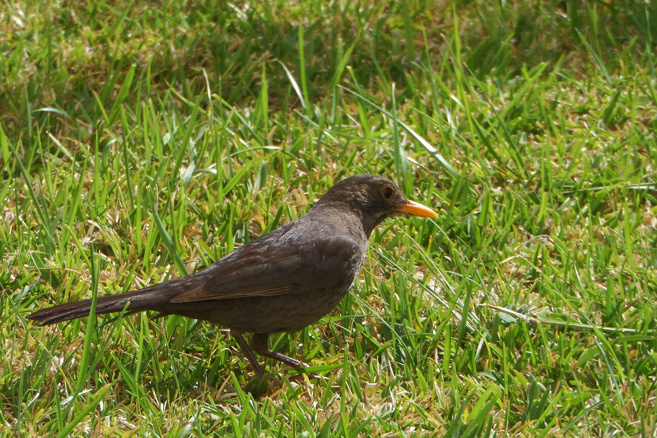 bird nature animals free photo