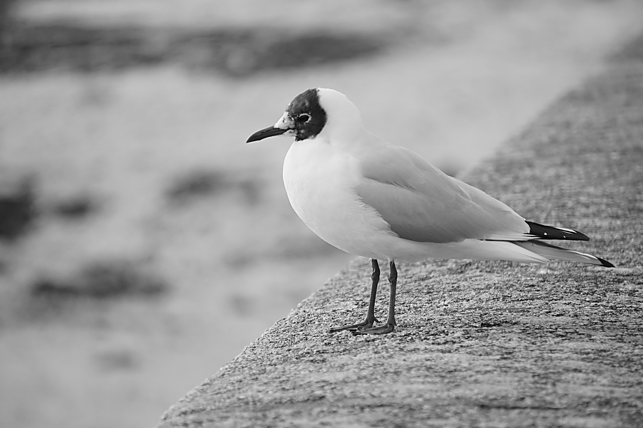 bird seagull tern free photo