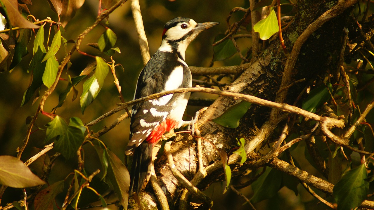 bird wings nature free photo