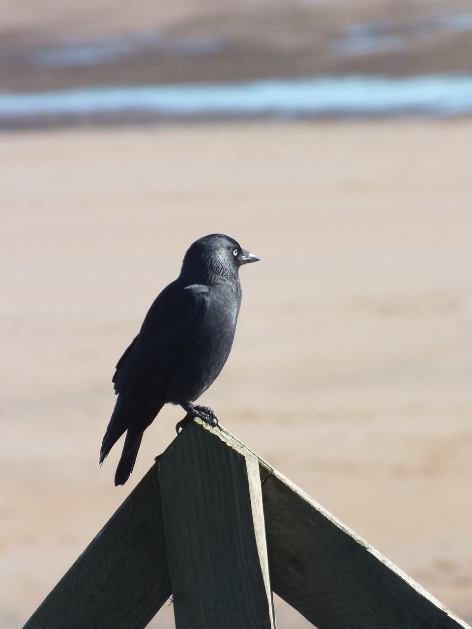 crow bird black free photo