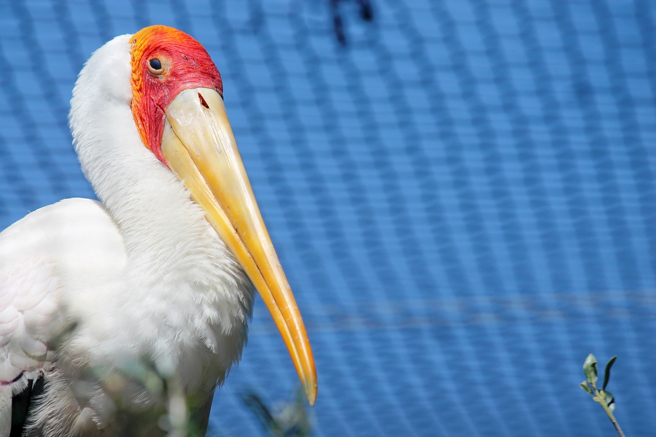 bird ave pelican free photo