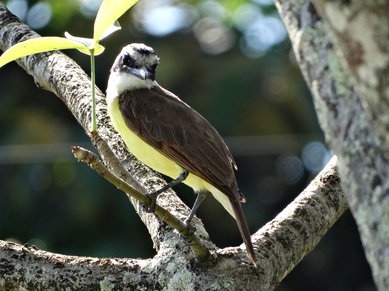 bird nature tropical birds free photo