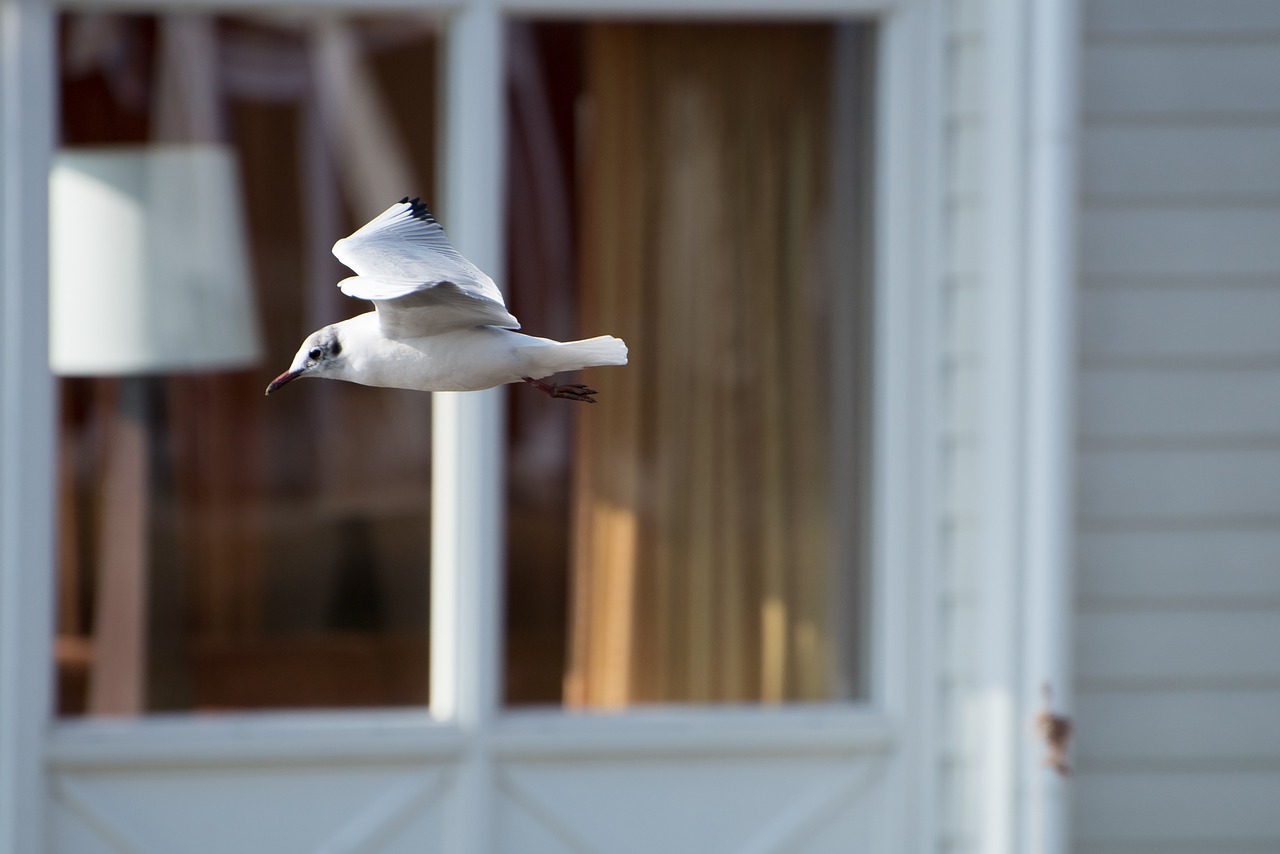 bird fly freedom free photo