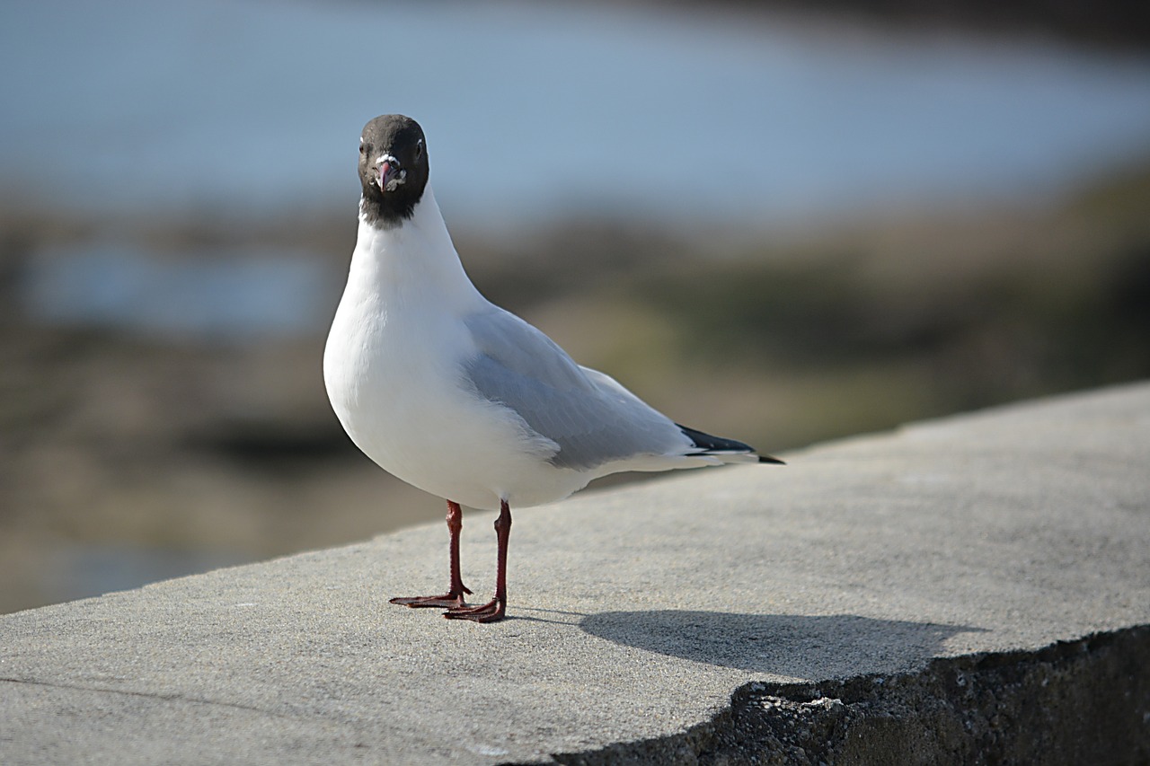 bird tern seagull free photo