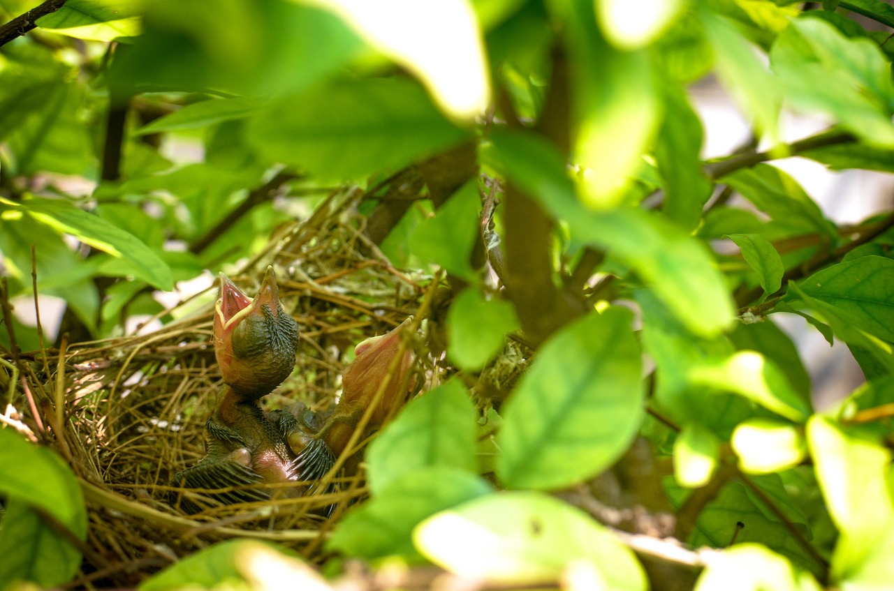 bird nest bird nest free photo