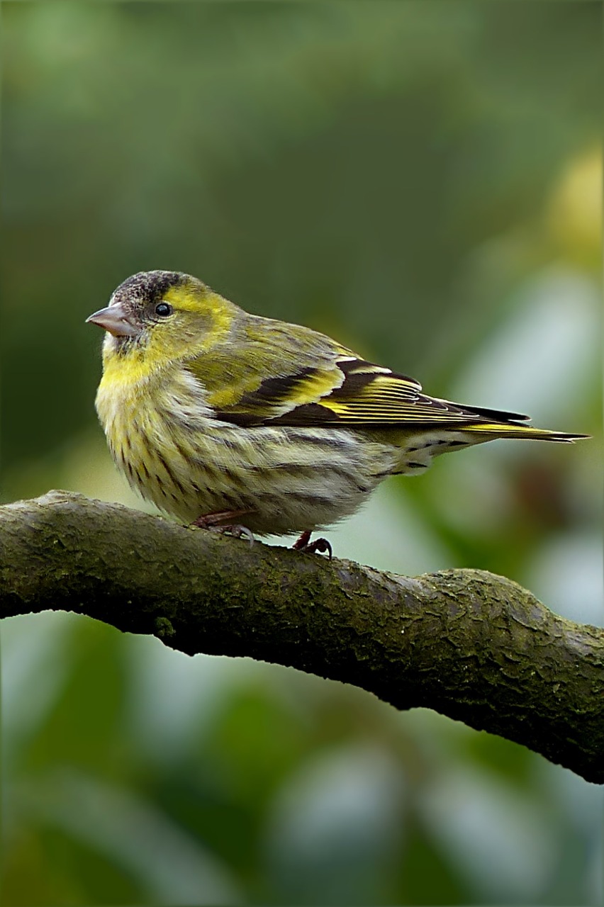 bird siskins spinus psaltria free photo