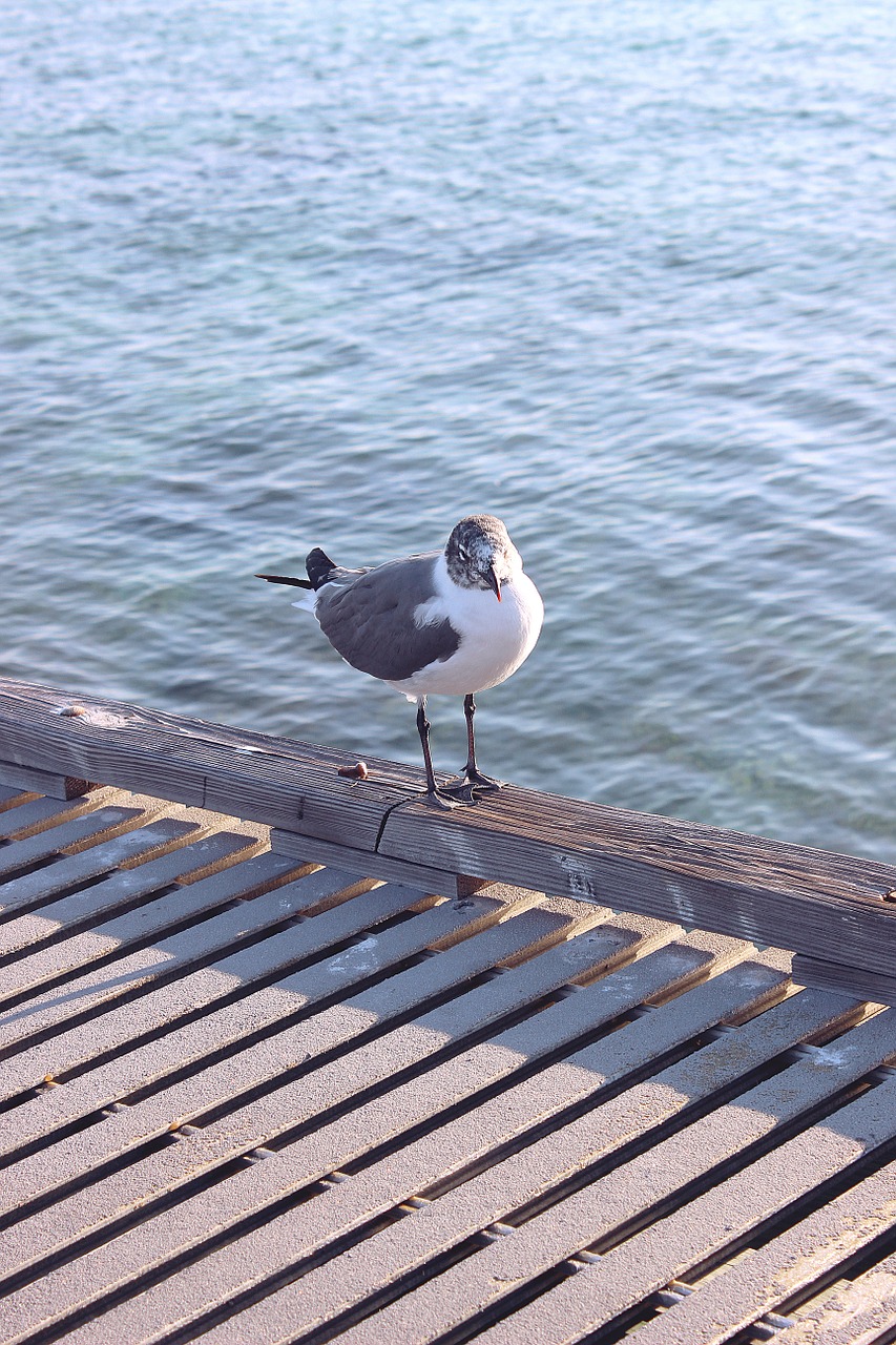 bird seagull nature free photo