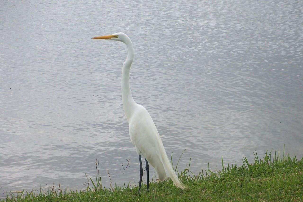 bird nature animal free photo