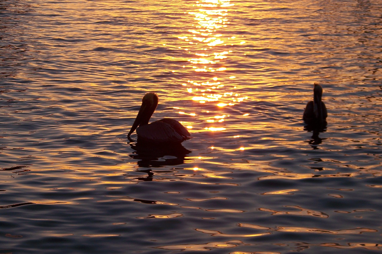 bird nature pelican free photo