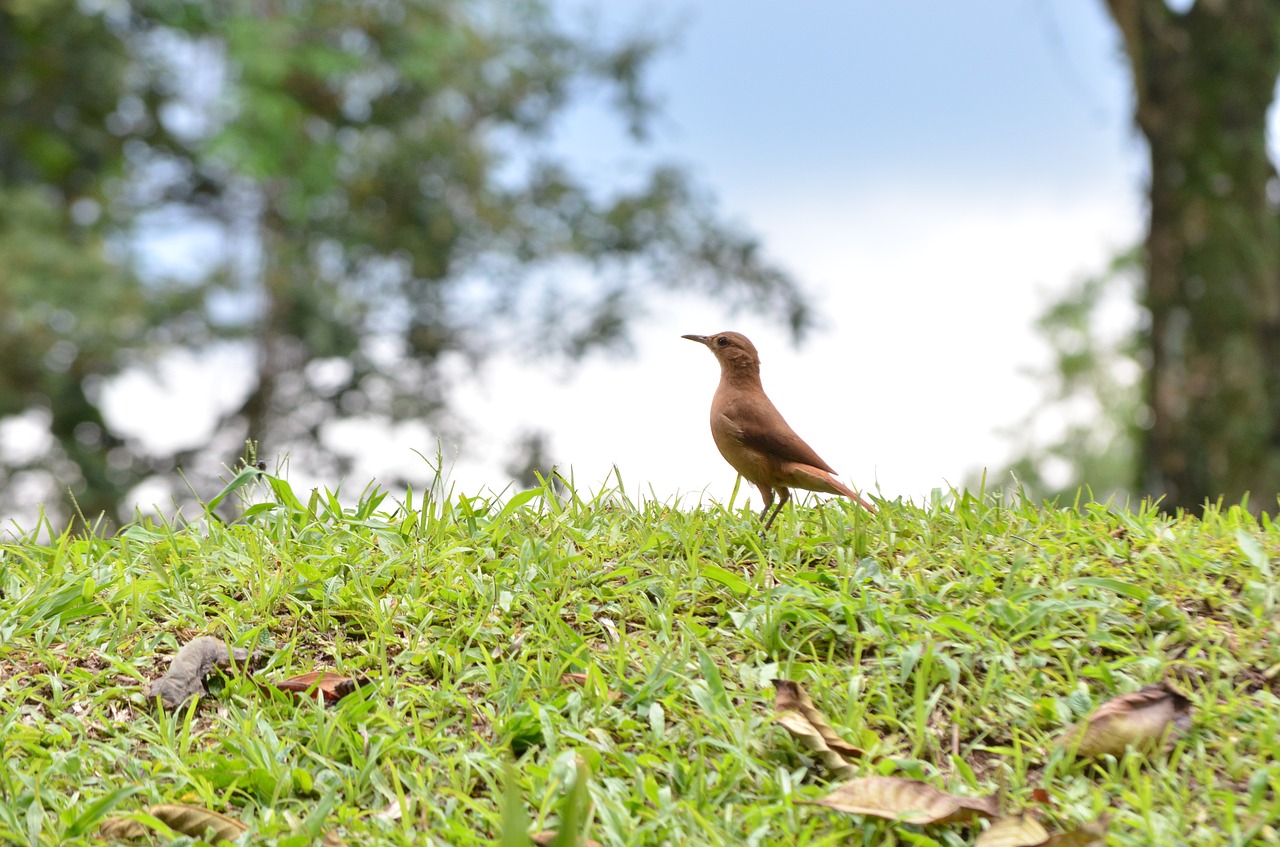 bird brazilian bird nature free photo