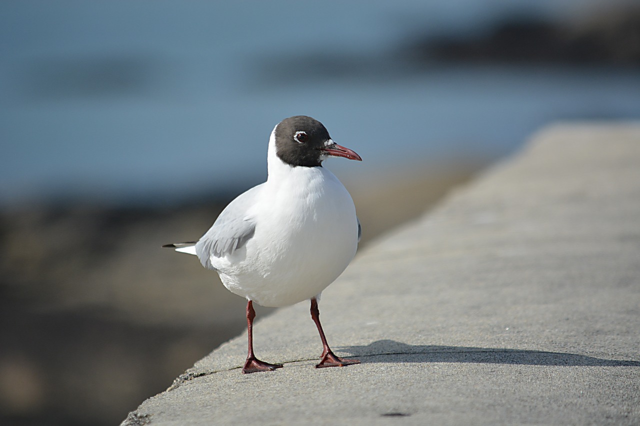 bird seagull tern free photo