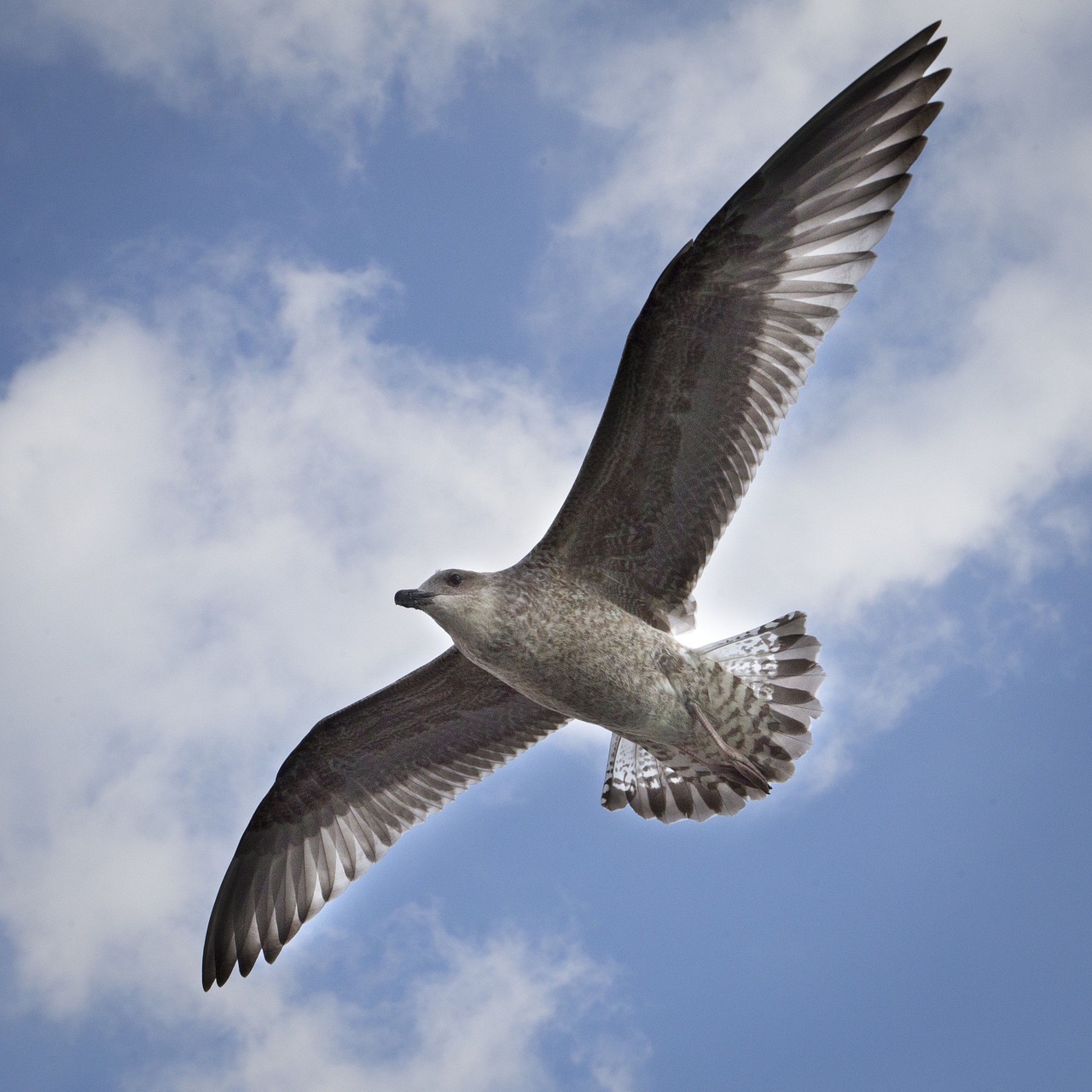 bird flying seagull free photo
