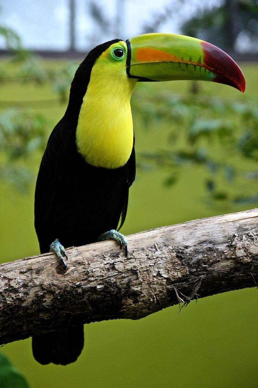 bird parrot toucan free photo