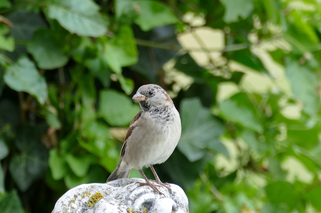 bird sparrow garden free photo