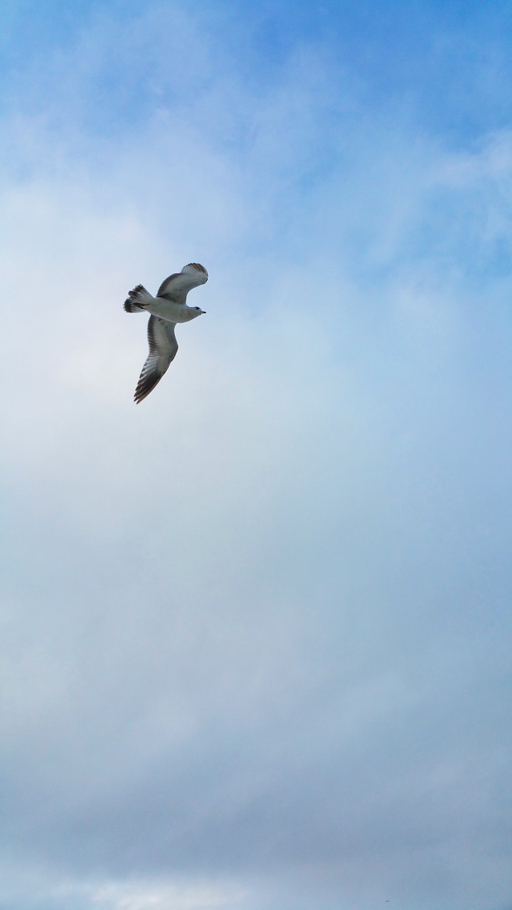 bird seagull waves free photo