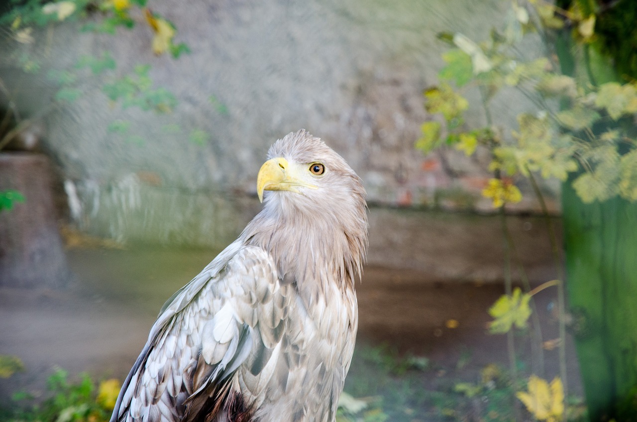 bird animal eagle free photo